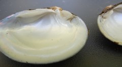 Truncilla donaciformis