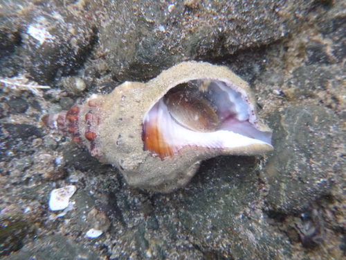 Ranella australasia