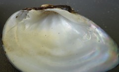 Truncilla donaciformis