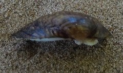 Truncilla donaciformis