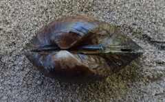 Truncilla donaciformis