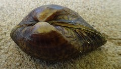 Truncilla donaciformis