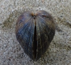 Truncilla donaciformis