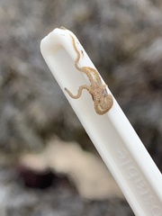 Amphipholis squamata