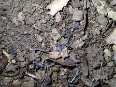 Hesperarion hemphilli