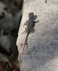 Sceloporus olivaceus