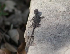 Sceloporus olivaceus