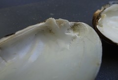 Truncilla donaciformis