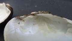 Truncilla donaciformis