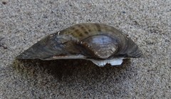 Truncilla donaciformis