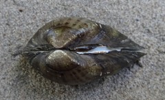 Truncilla donaciformis