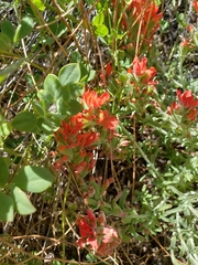 Castilleja foliolosa
