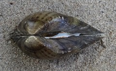 Truncilla donaciformis