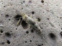 Petrobius brevistylis