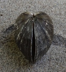 Truncilla donaciformis