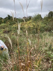 Miscanthus sacchariflorus