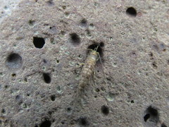 Petrobius brevistylis