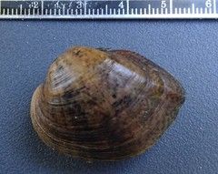 Truncilla