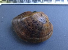 Truncilla