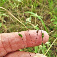 Kellochloa brachyantha