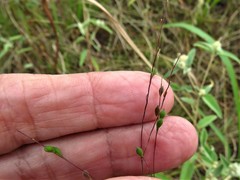 Kellochloa brachyantha