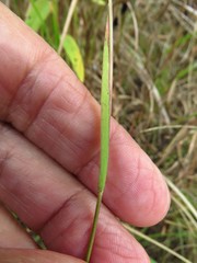 Kellochloa brachyantha