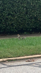 Sciurus carolinensis