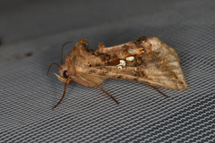 Autographa bimaculata