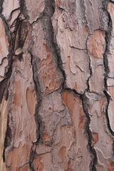 Pinus pinea