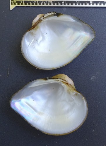 Deertoe Mussel