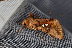 Autographa bimaculata