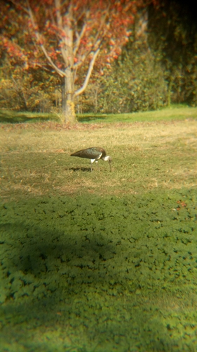 Threskiornis spinicollis