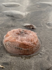 Paracondylactis sinensis