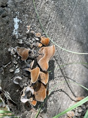 Auricularia nigricans
