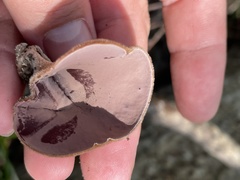 Auricularia nigricans