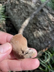 Auricularia nigricans