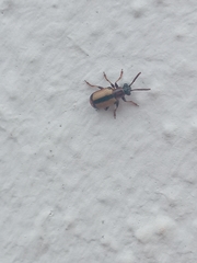 Crioceris paracenthesis