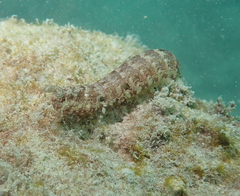 Pseudosquilla ciliata