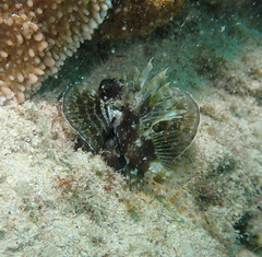 Dendrochirus barberi