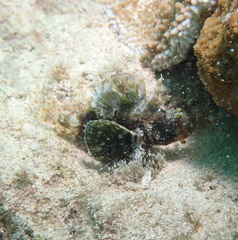 Dendrochirus barberi