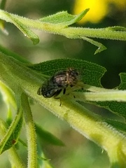 Orthonevra bellula
