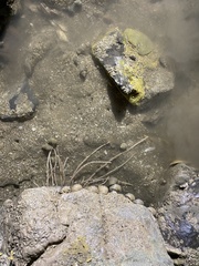 Pseudopterogorgia fredericki