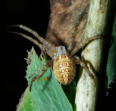 Neoscona byzanthina