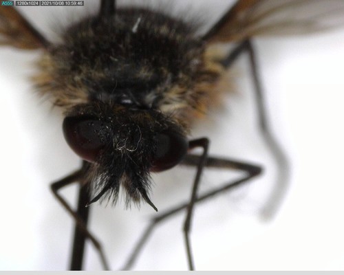 iNaturalist observation photo of Lordotus