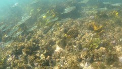 Atherinomorus lacunosus