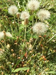 Chevreulia sarmentosa