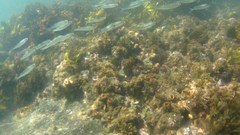 Atherinomorus lacunosus