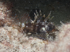Dendrochirus barberi