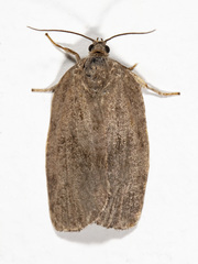 Choristoneura conflictana