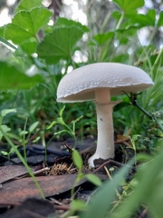 Leucoagaricus leucothites